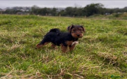 Welsh Terrier dogs for sale: WELSH TERRIER BOY PUPPY - Image 7