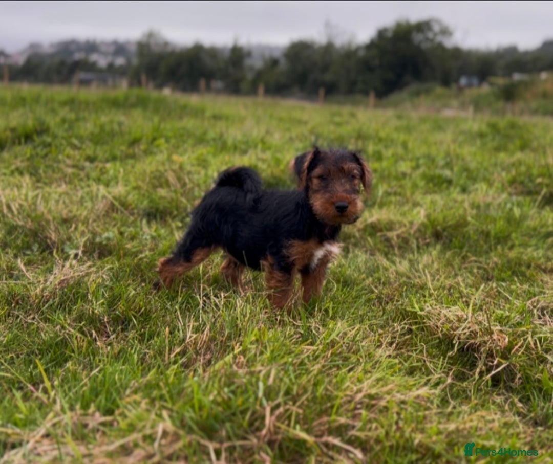 Welsh Terrier dogs for sale: WELSH TERRIER BOY PUPPY - Image 7