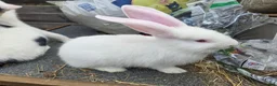 Continental Giant rabbits for sale: Continental Giant Rabbit Kits Bookings Now Open 🐰 - Advert 12