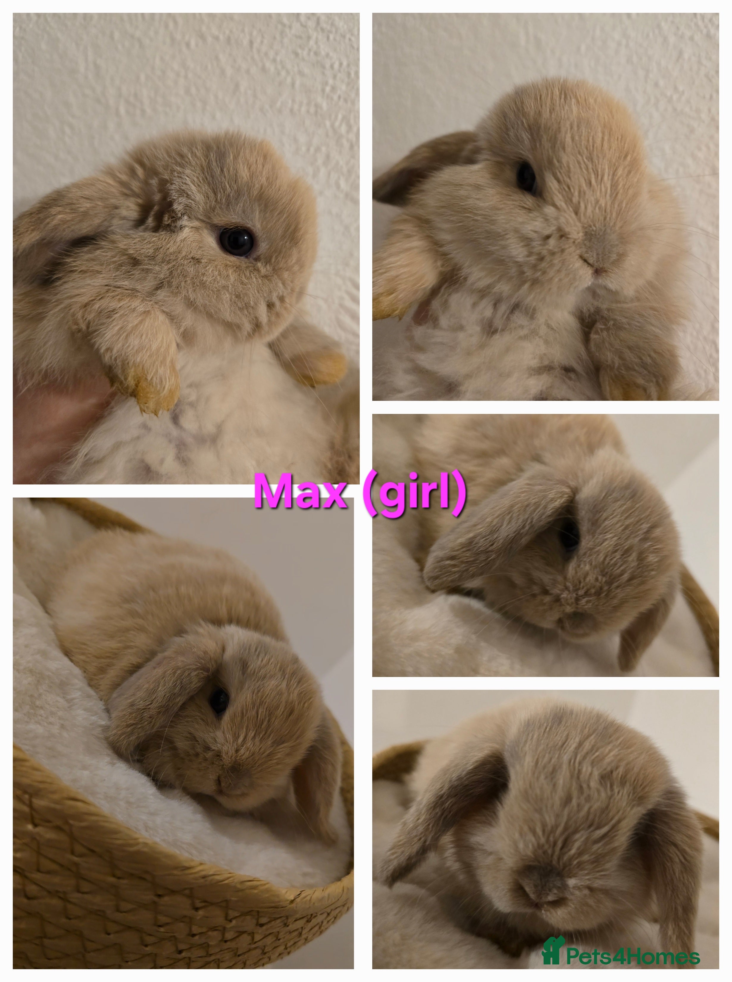 Mini Lop rabbits Beautiful mini lops x9 - Advert 2