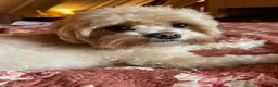 Maltipoo dogs for stud: Stud  - Advert 19