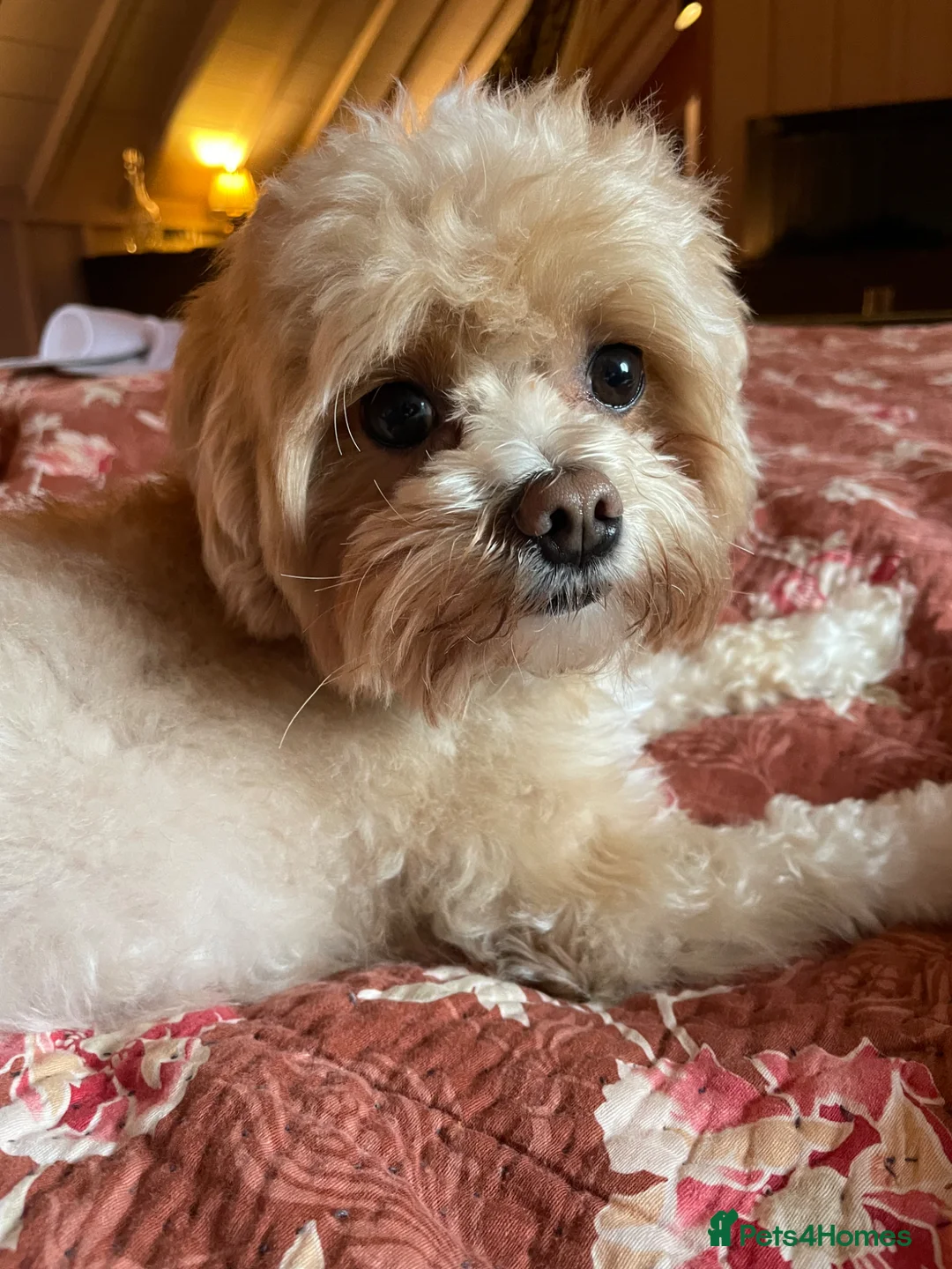 Maltipoo dogs for stud: Stud  - Advert 19