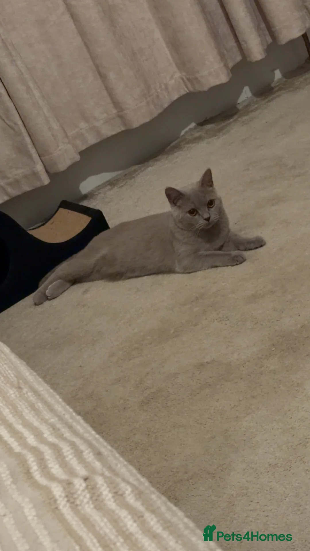 British Shorthair cats for sale: Lilac British short hair  - Advert 2