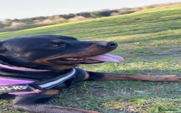 Rottweiler dogs for sale: Zulu 4 year old Rottweiler  - Image 14