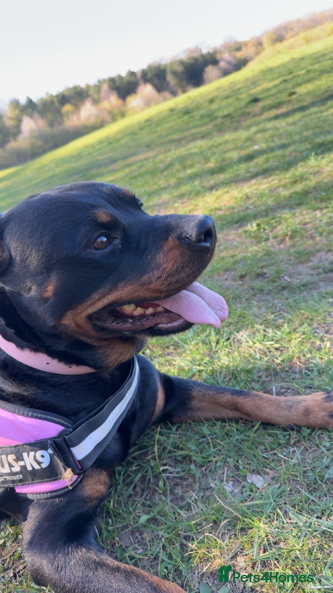 Rottweiler dogs for sale: Zulu 4 year old Rottweiler  - Image 14