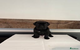 Cane Corso dogs for sale: Purebred Cane Corso Puppies – Exceptional Parent - Image 9