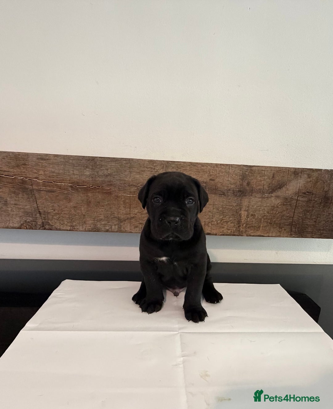 Cane Corso dogs for sale: Purebred Cane Corso Puppies – Exceptional Parent - Image 9