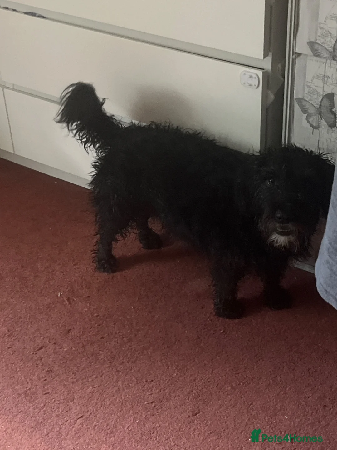 Jackapoo dogs for sale: Teddy in Woking - Advert 10