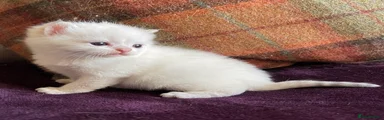 British Shorthair Kitten 3