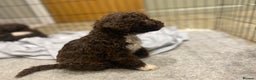 Lagotto Romagnolo dogs for sale: Lagotto Romagnolo puppies  - Advert 15