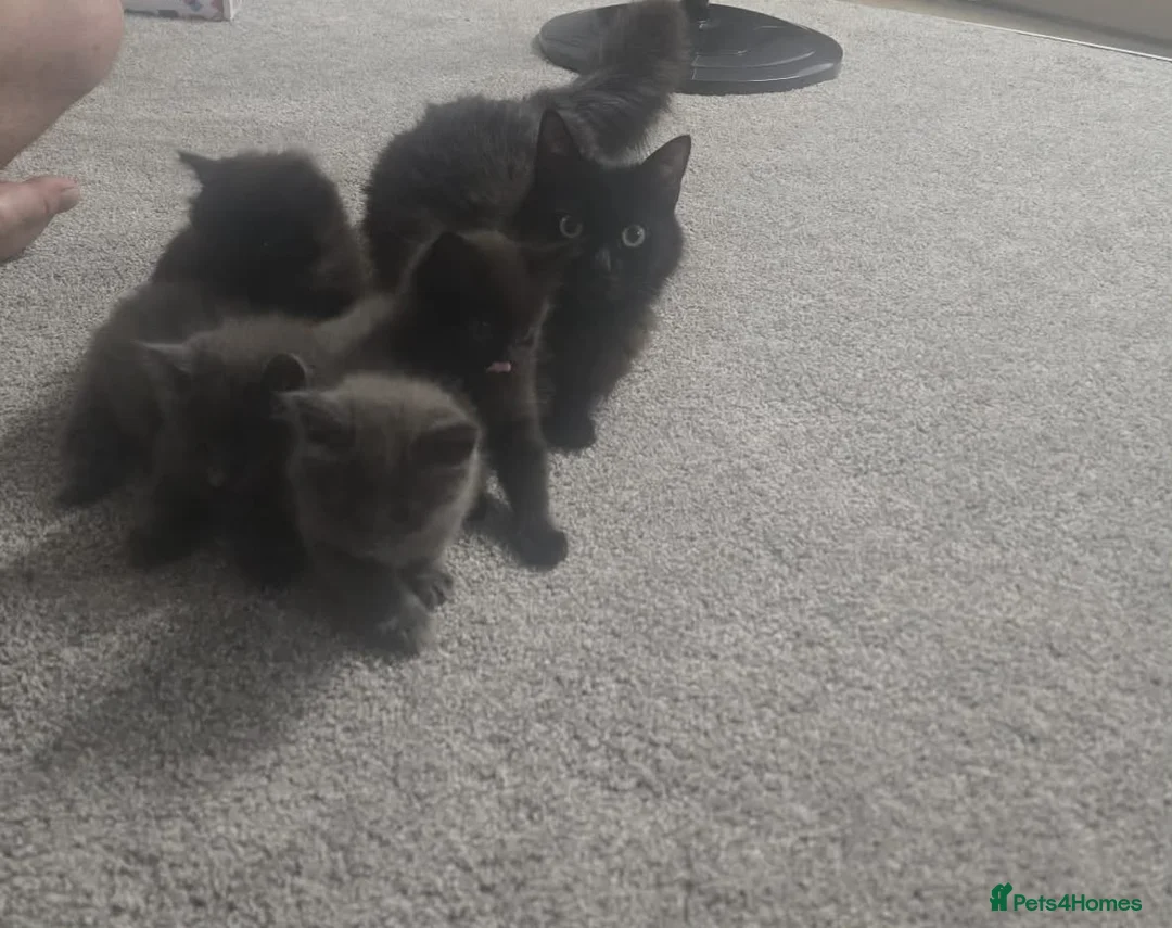 British Longhair cats for sale: Beautiful British longhair kittens - Advert 2