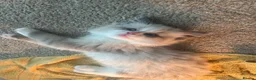 Ragdoll cats for sale: Ragdoll kittens ready to leave  - Advert 22