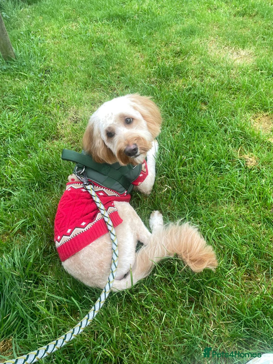 Cockapoo dogs for sale: Male cockapoo  - Advert 6