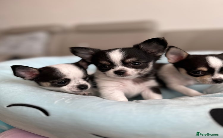 Chihuahua dogs - Advert 15