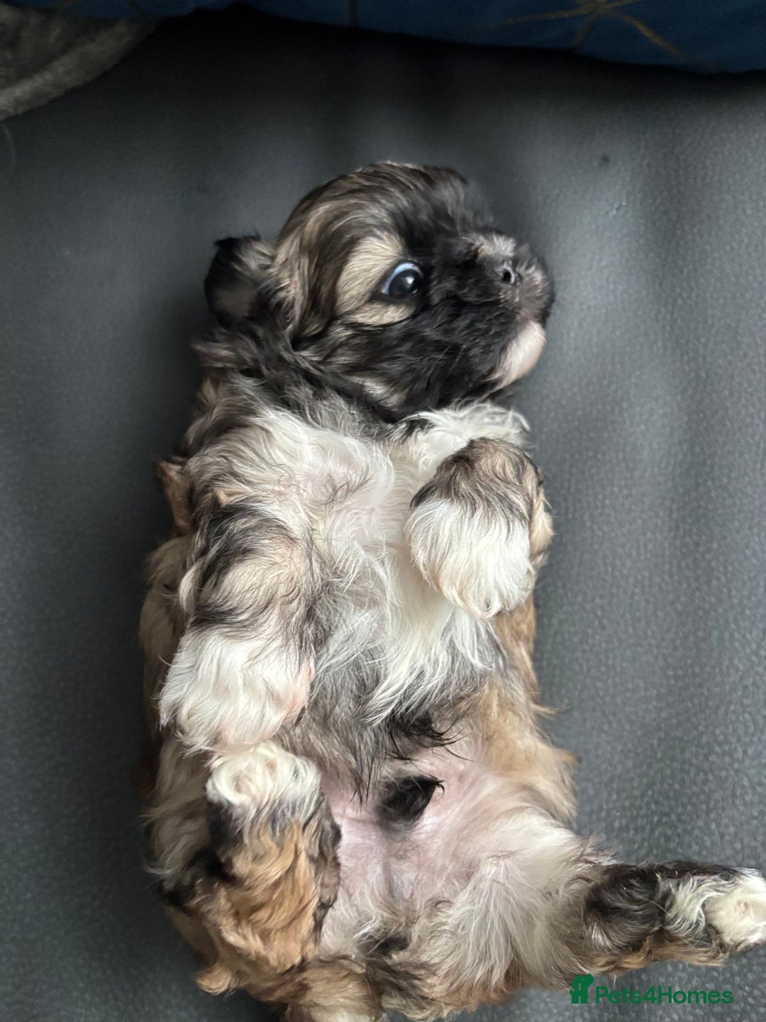 Shih Tzu dogs for sale: 💖 Imperial Shih Tzu Puppies 2 boys and 2 girls - Advert 19