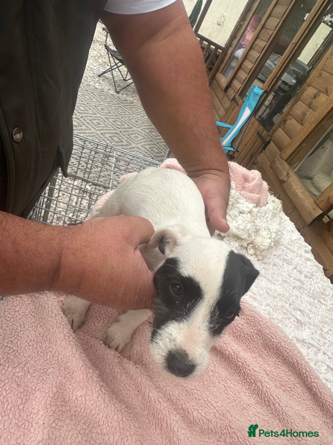 Jack Russell dogs for sale: 6 Beautiful pure Jack Russels - Image 4