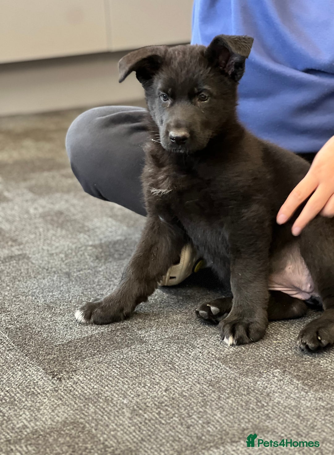 German Shepherd dogs for sale: German shepherd puppies  - Image 8