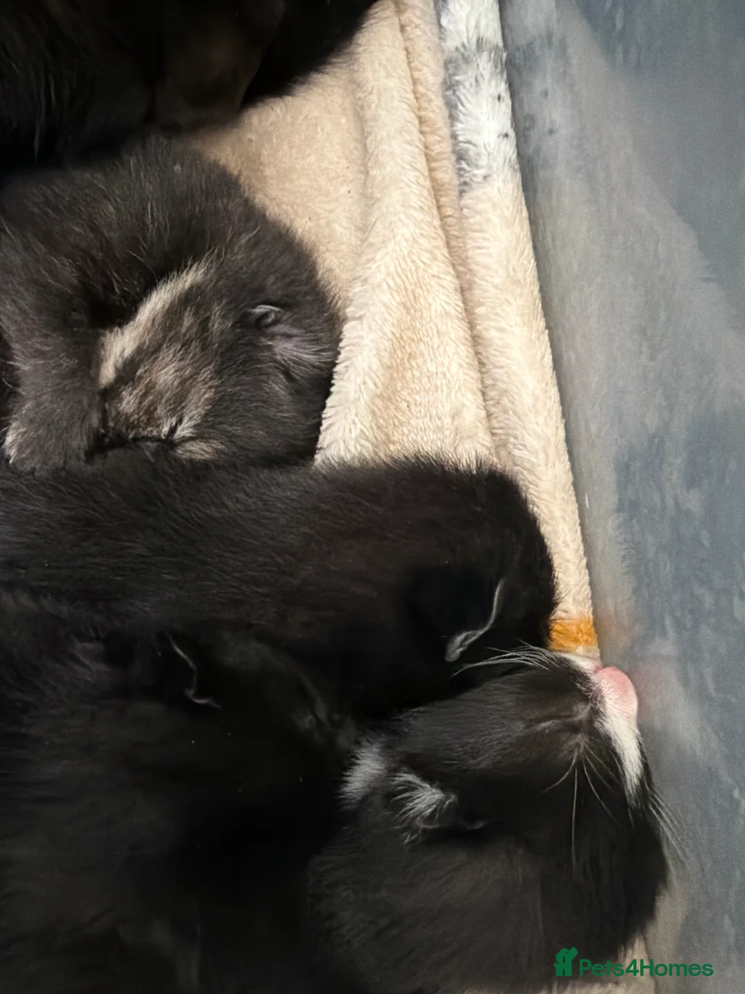 Mixed Breed cats for sale: Half mancoon kittens  in Margate - Advert 2