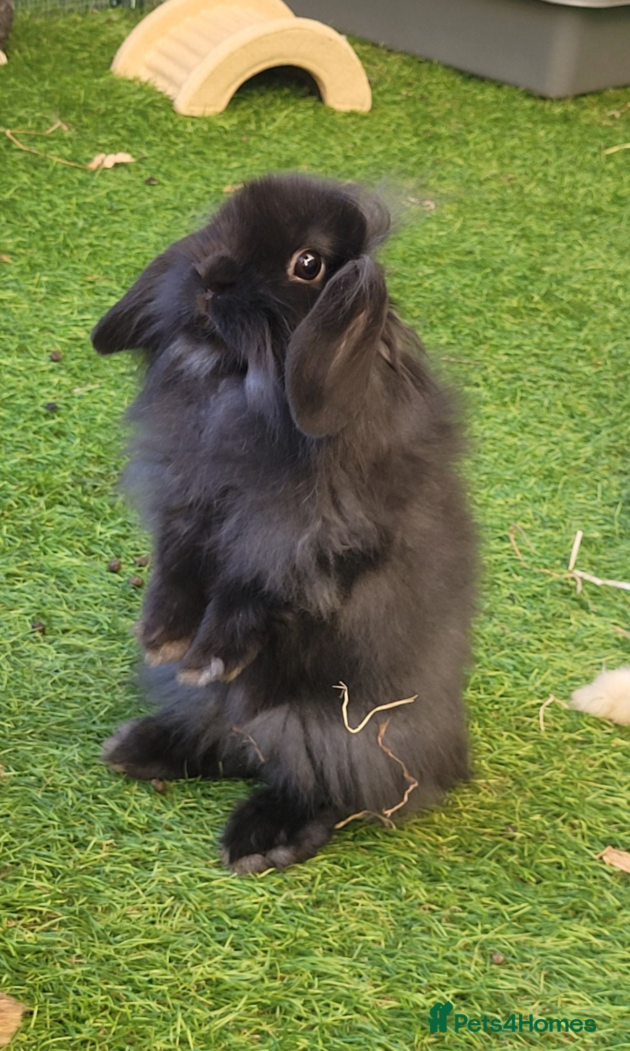 Mini Lion Lop rabbits Stunning Mini Lion Lops - READY TO LEAVE - Advert 2