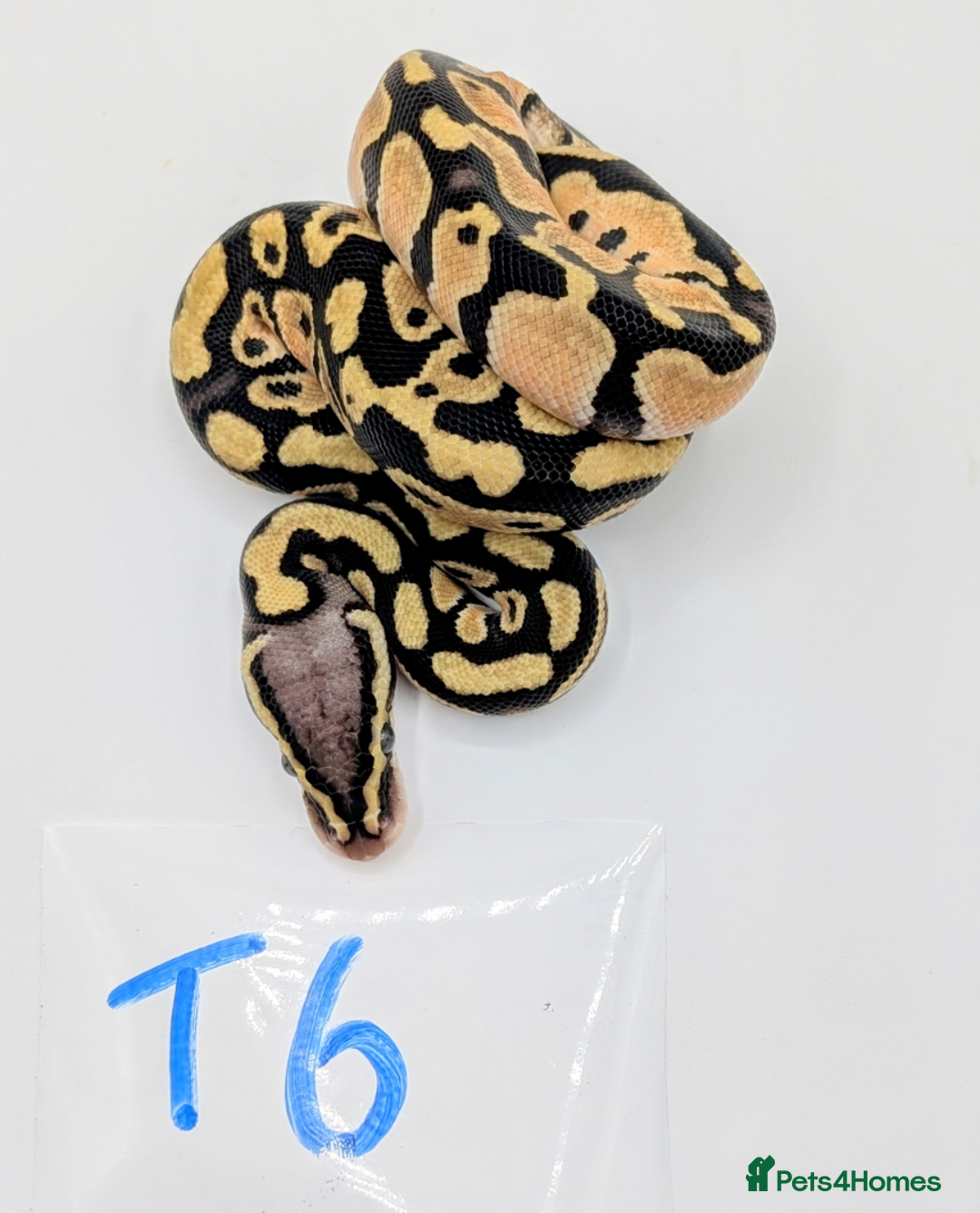 Python Snake reptiles for sale: Range of Royal Pythons - Advert 6