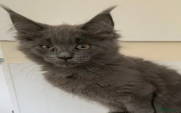 Maine Coon cats for sale: Beautiful Maine coon babies - Image 9