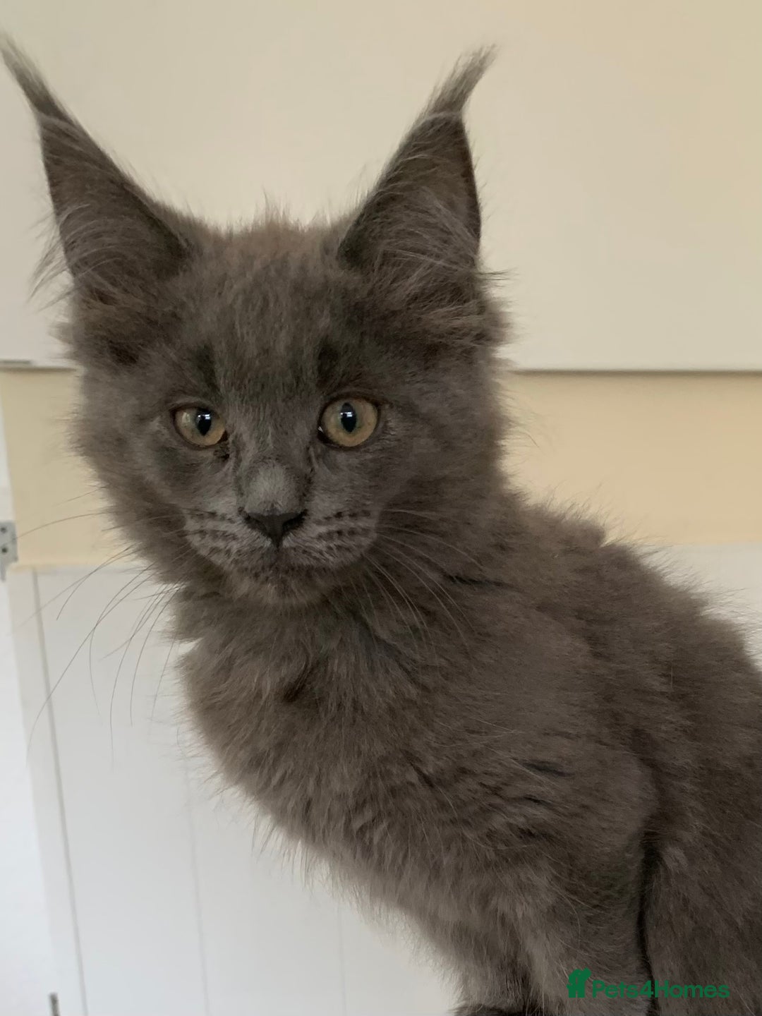Maine Coon cats for sale: Beautiful Maine coon babies - Image 9