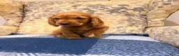 Cocker Spaniel dogs for sale: Fantasticly Bred Health Tested Cockers Ready Now - Advert 4