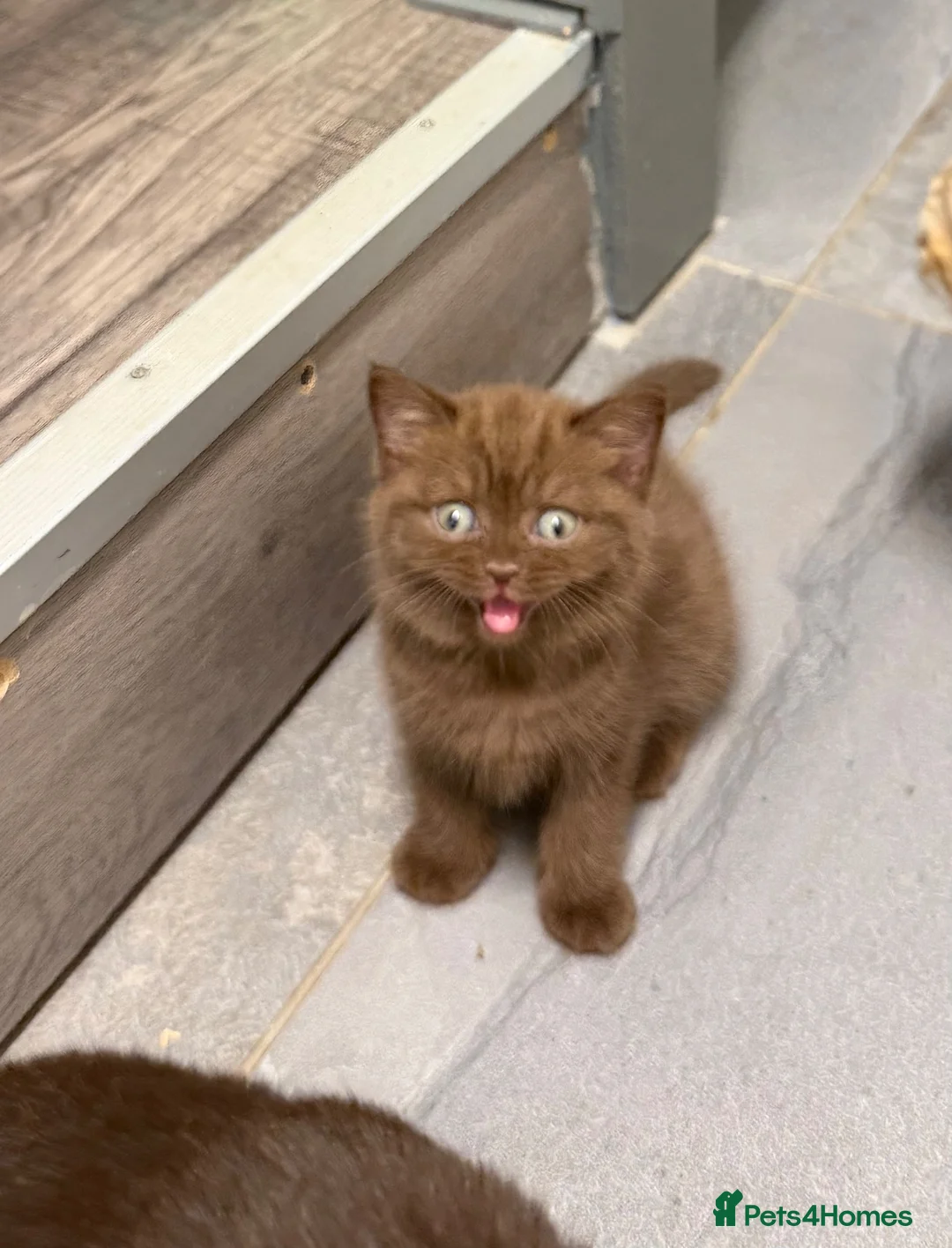 British Shorthair cats for sale: BSH kittens TICA registered 💙🩷 - Advert 2