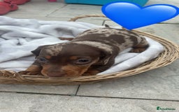 Dachshund dogs for sale: Gorgeous Dachshund Puppies - Image 8