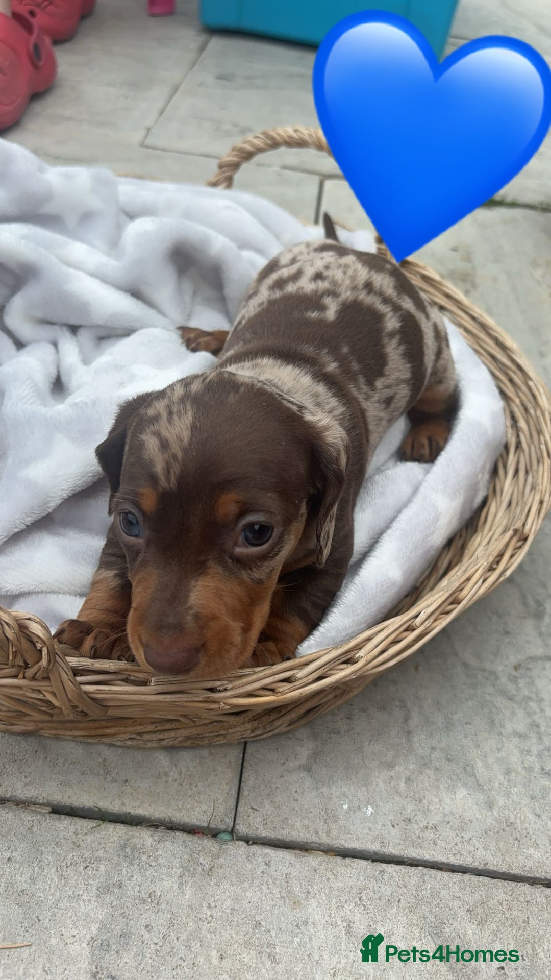 Dachshund dogs for sale: Gorgeous Dachshund Puppies - Image 8