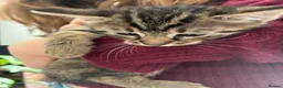 Mixed Breed cats for sale: 5 kittens - Advert 9
