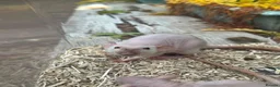Rat rodents for sale: Baby full size and dwarf rats for sale Sheffield - Advert 15