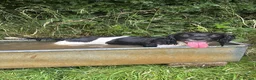 Mixed Breed dogs for sale: Sprollies  - Advert 7