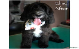 Sproodle dogs for sale: Stunning litter of Sproodle / Cockapoo Pups - Image 11