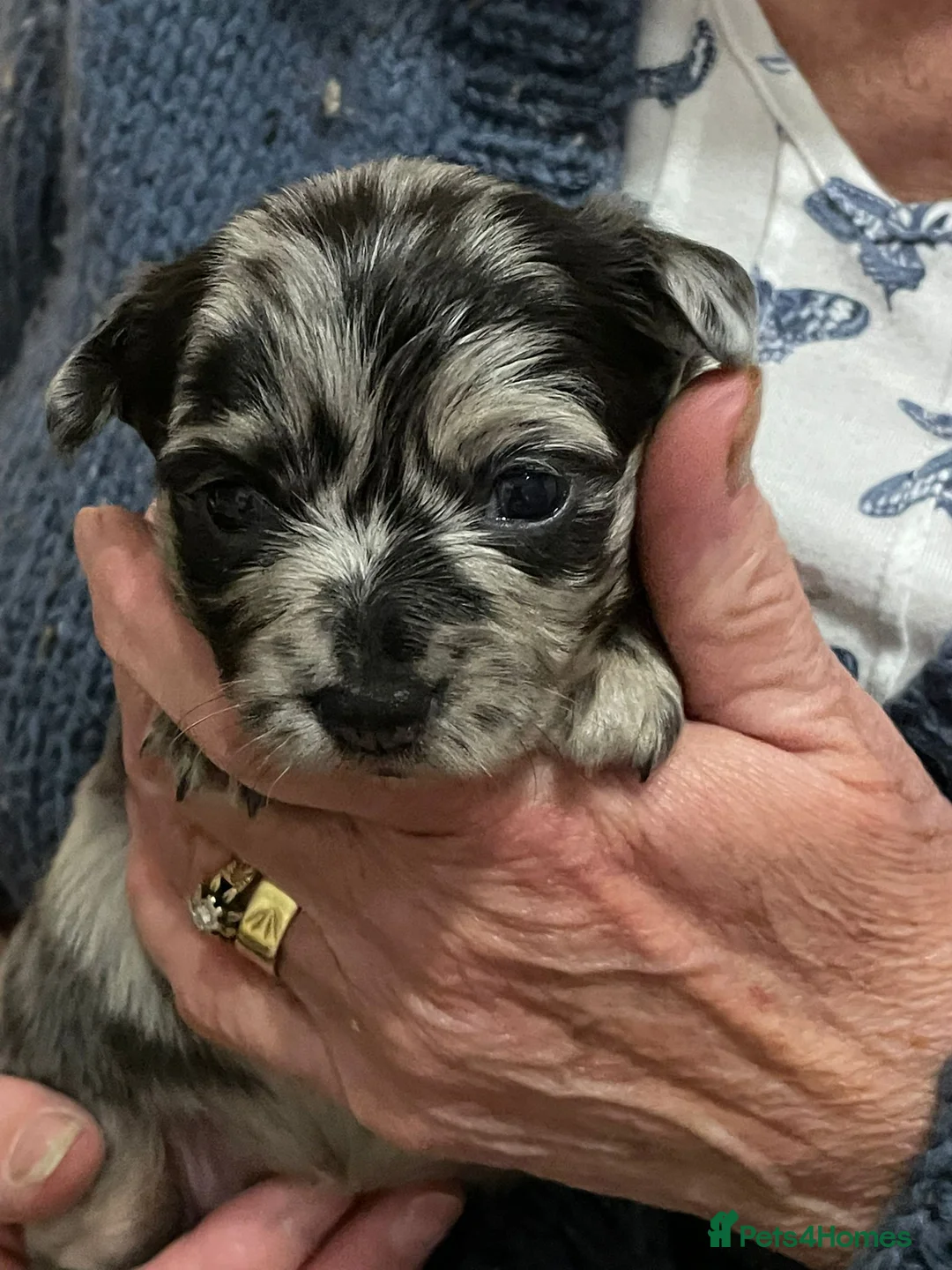 Chihuahua dogs for stud: Merle long haired Chihuahua Stud in Nottingham - Advert 13