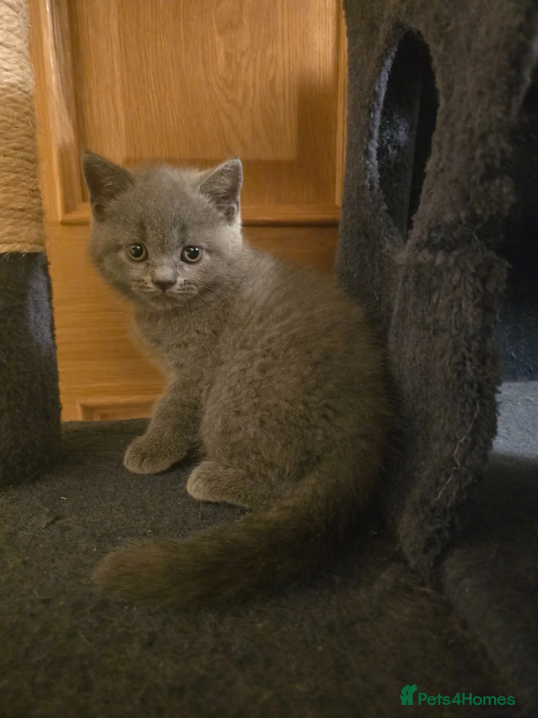 British Shorthair cats for sale: Beautiful British Shorthair Kittens - Advert 2