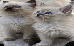 Ragdoll cats for stud: GCCF RAGDOLL STUD CHUNKY BIG BOY MILTON KEYNES in Milton Keynes - Image 14