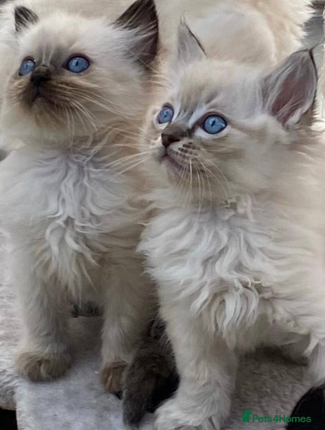 Ragdoll cats for stud: GCCF RAGDOLL STUD CHUNKY BIG BOY MILTON KEYNES in Milton Keynes - Image 14