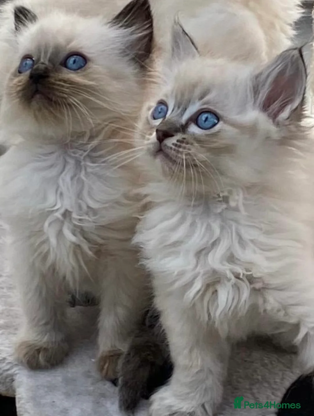 Ragdoll cats for stud: RAGDOLL GCCF STUD CHUNKY BIG BOY MILTON KEYNES in Milton Keynes - Advert 14