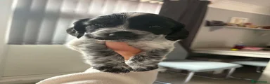 Cocker Spaniel 3