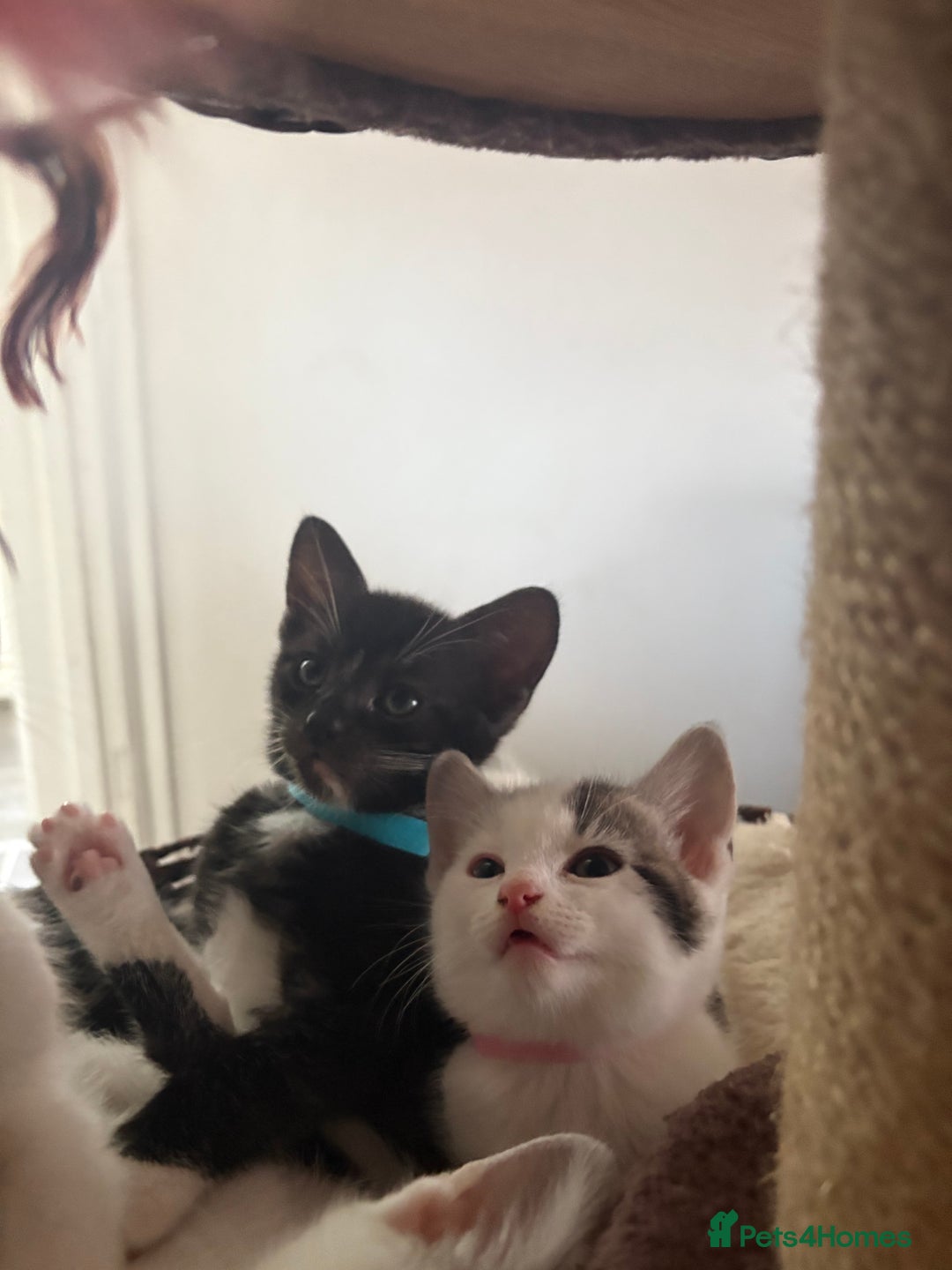 Mixed Breed cats for sale: Beautiful mixed breed kittens - Image 6