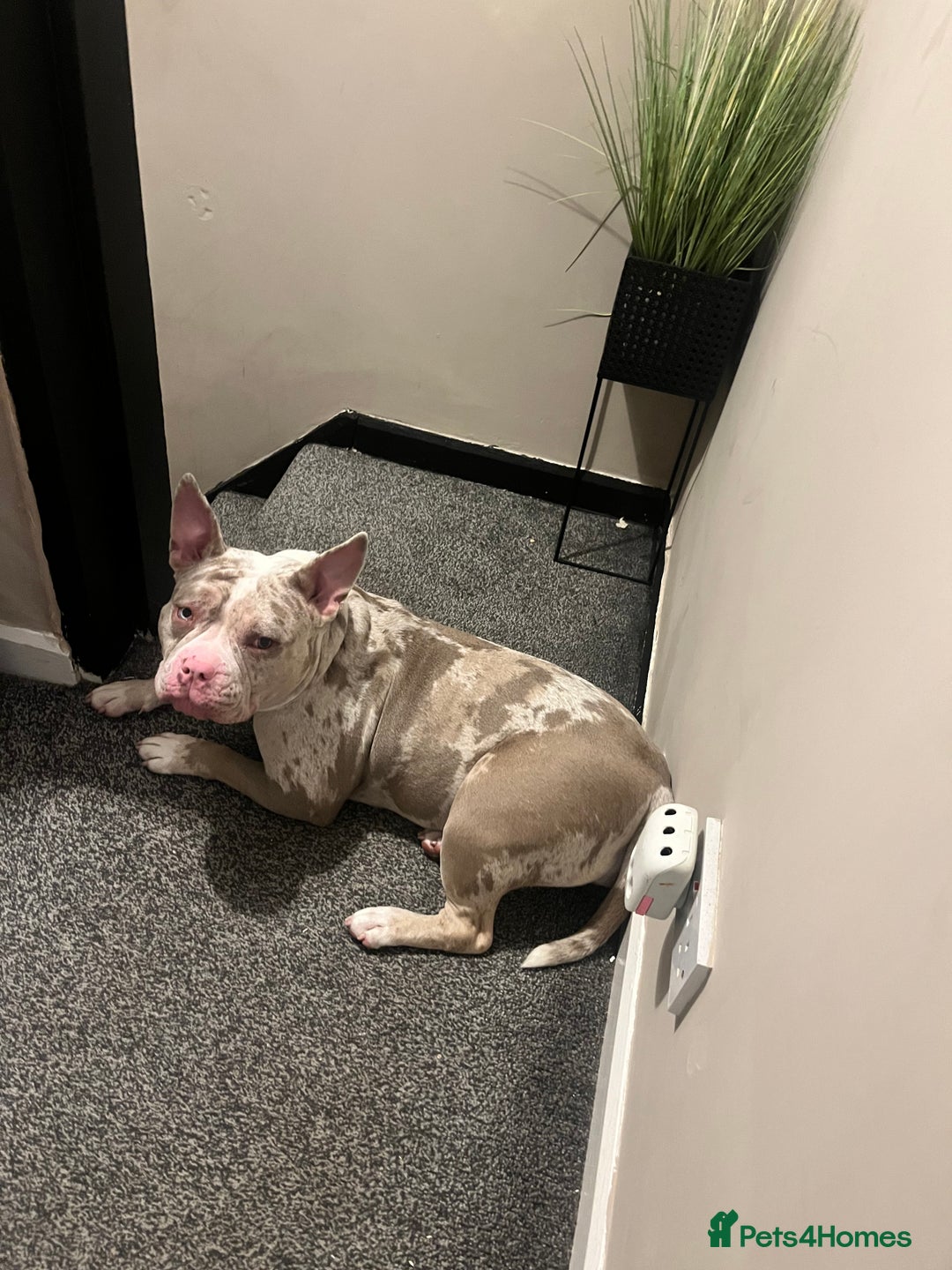 Mixed Breed dogs for sale: French/pocket bulldog  - Image 4