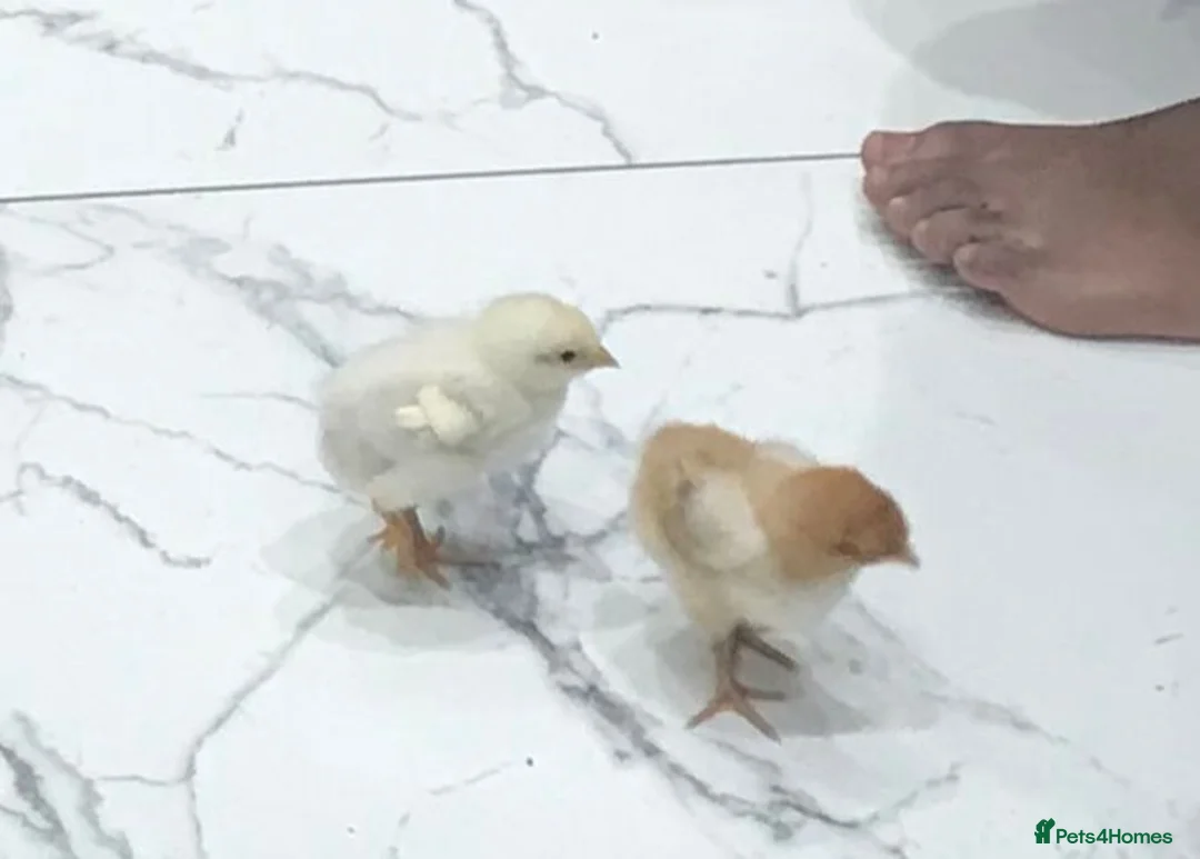 Chickens poultry for sale: Day Old Chicks in Harrow - Advert 3