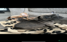 French Bulldog dogs for sale: French bulldog puppies - Image 3