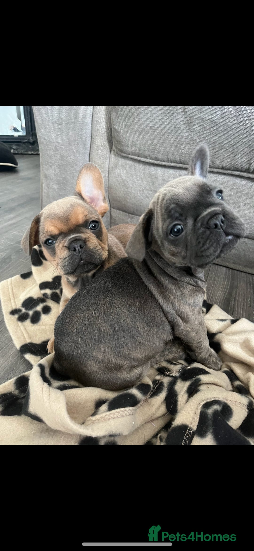 French Bulldog dogs for sale: French bulldog puppies - Image 3