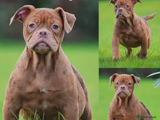 Olde English Bulldogge dogs 23 years experience 5⭐️Rated licensed - Advert 14