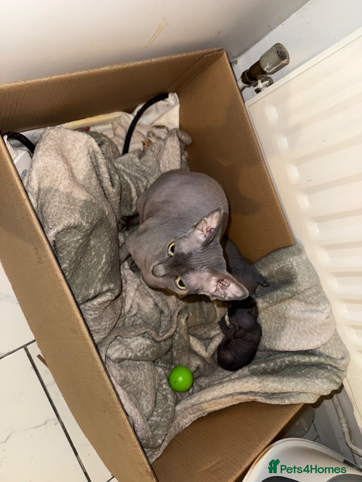 Sphynx cats 2 gorgeous sphynx boys - Advert 1