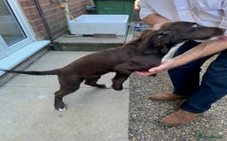 Cocker Spaniel dogs for sale: Working Cocker Spaniel puppies in Bexhill-on-Sea - Image 10