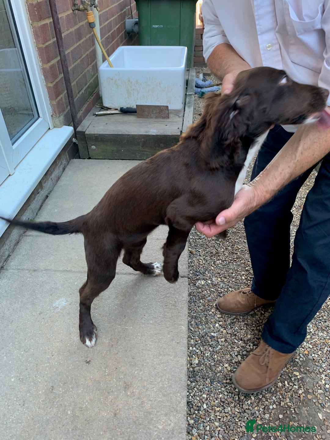 Cocker Spaniel dogs for sale: Working Cocker Spaniel puppies in Bexhill-on-Sea - Image 10