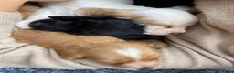Cocker Spaniel dogs for sale: Working Cocker Spaniels  in Preston - Advert 4